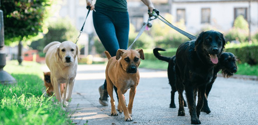Passeador de Cães – Dog Walkers